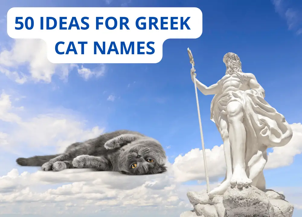 50 Ideas for Greek Cat Names photo