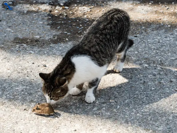 Can Cats Get Rabies From Mice photo 1