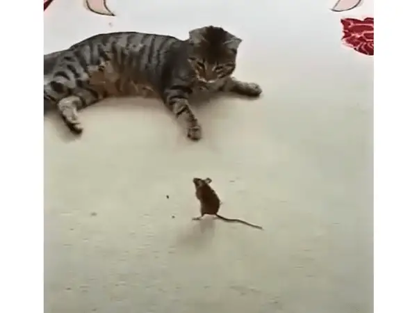 Can Cats Get Rabies From Mice photo 2