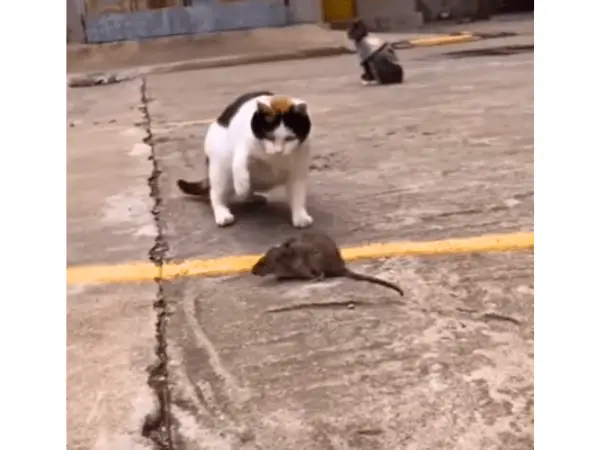 Can Cats Get Rabies From Mice photo 3