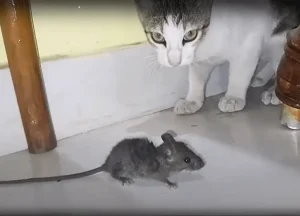 Read more about the article Can Cats Get Rabies From Mice? Risks and Prevention