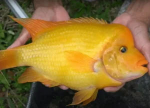 Read more about the article Can Fish Have Down Syndrome? Separating Myths from Facts