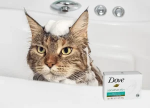 Read more about the article Can I Use Dove Soap On My Cat? Expert Advice & Safer Alternatives