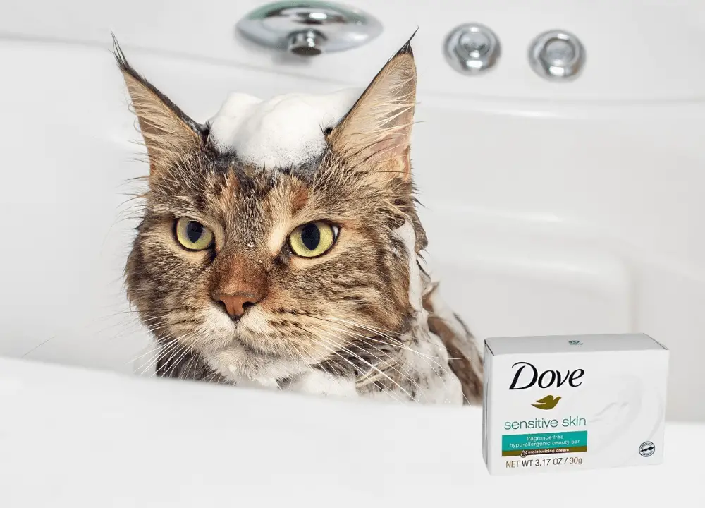 Can I Use Dove Soap On My Cat photo