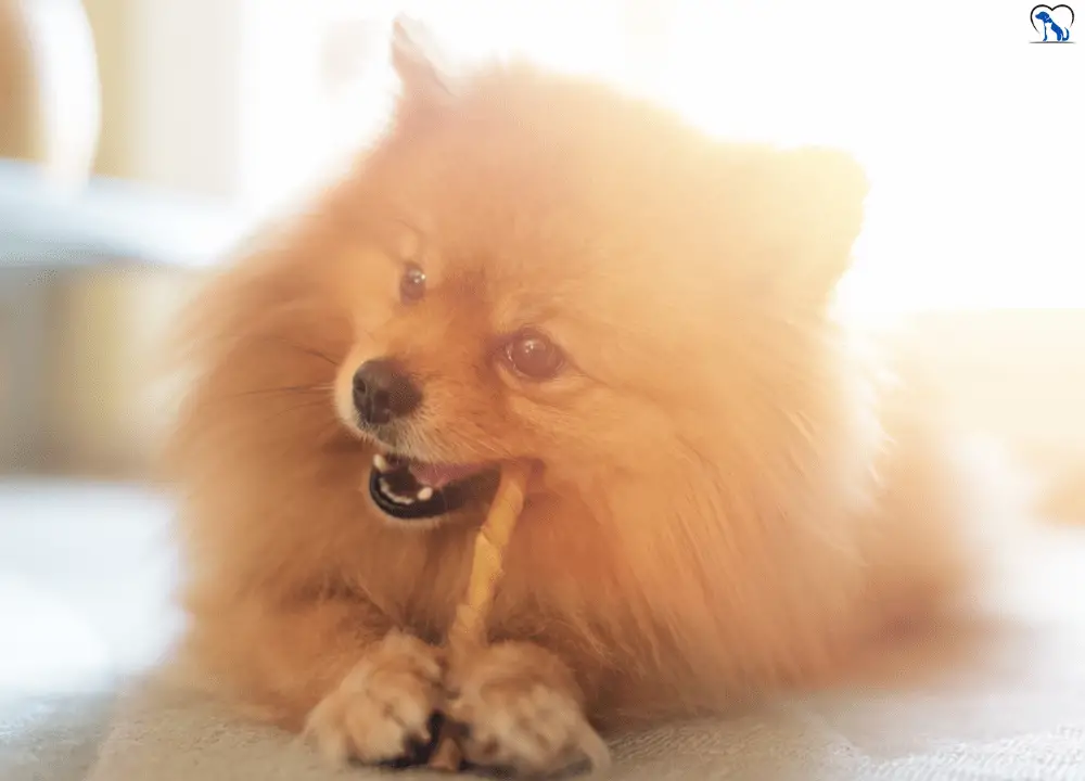 Collagen Chews Dog photo