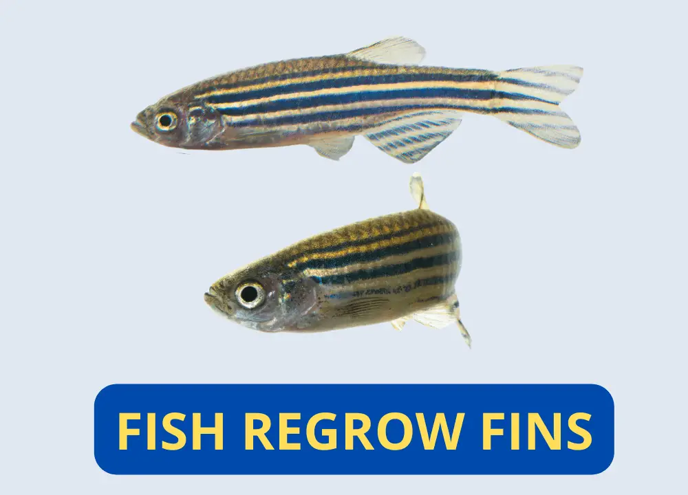 Fish Regrow Fins photo