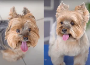 Read more about the article 8 Ideas Funny Yorkie Haircuts That Are Popular in 2024