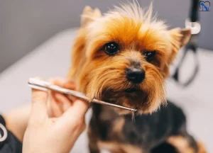 Read more about the article Benefits of Using a Professional Dog Grooming Table