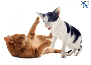 Read more about the article 5 Reasons Why do Cats Bite Each Other on The Neck