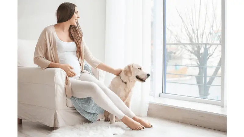 Can My Dog Safely Lay on My Pregnant Belly photo 1