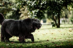 Read more about the article The Top 10 Extra Large Dog Breeds
