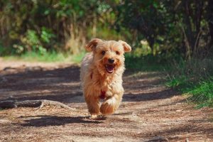 Read more about the article Ten Fall-Fashioned Dog Activities Your Pet Will Adore