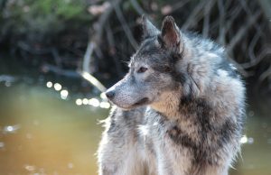 Read more about the article Top Tips for Setting Up a Dog Washing Station at Home