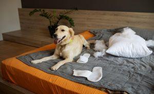 Read more about the article Eco-Friendly Dog Beds with Removable Covers