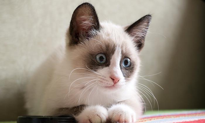 Behavioral Traits and Quirks 4