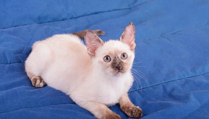 Behavioral Traits and Quirks