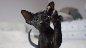 Read more about the article Black Siamese Cat: The Mysterious and Elegant Feline