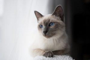 Read more about the article Blue Point Siamese: The Elegant and Serene Feline