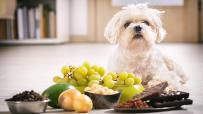 Can Your Pet Eat This A Look at Common Foods Small