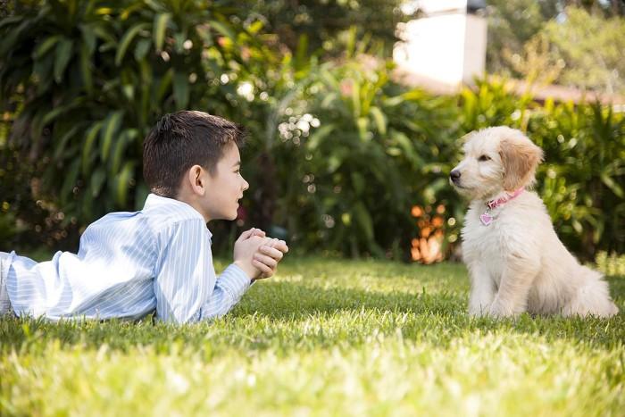 Can Your Pet Understand You Communication Between Humans and Pets Small