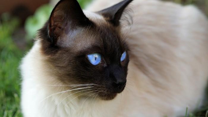 Caring for a Blue Siamese Cat Small