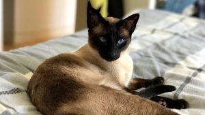 Read more about the article Classic Siamese: The Timeless Elegance of a Feline Icon