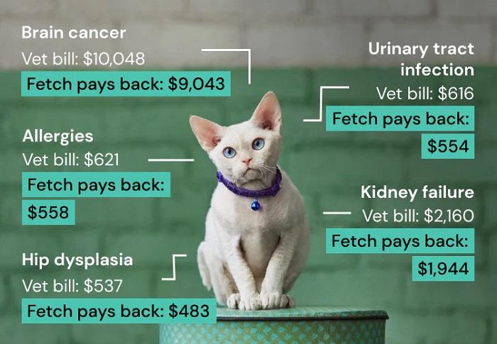 Cost of Fetch Pet Insurance