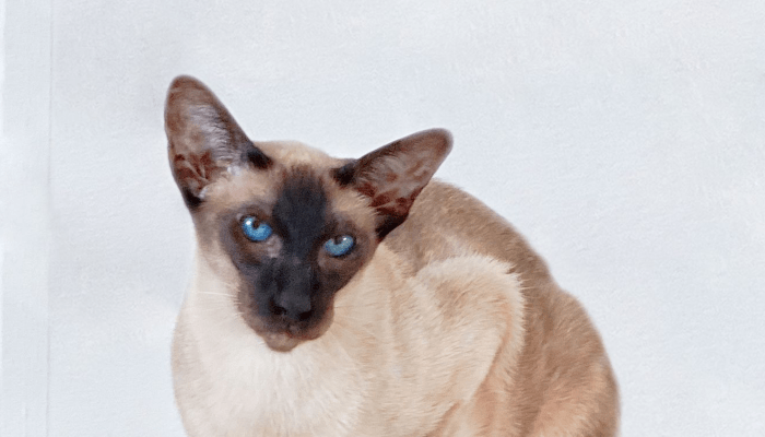 Creating a Friendly Environment for Your Fluffy Siamese Cat