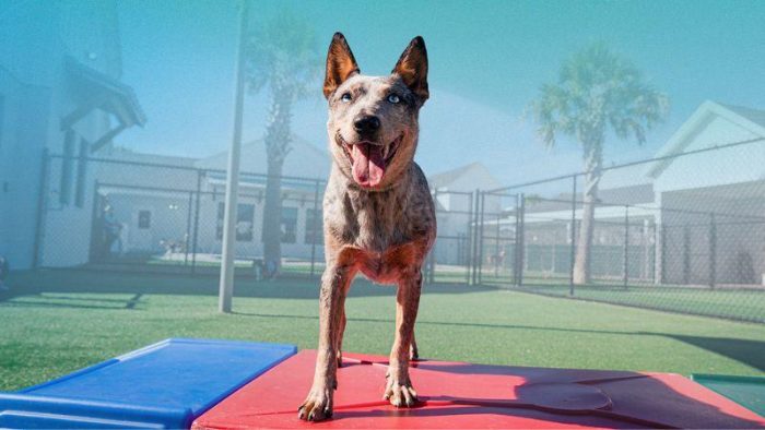 Creating a Multi Pet Paradise e1724823342757