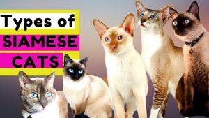 Read more about the article Different Types of Siamese Cats: A Comprehensive Guide