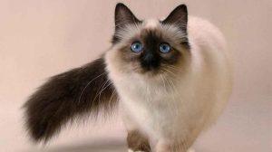 Read more about the article Fluffy Siamese Cat: The Luxurious and Affectionate Feline