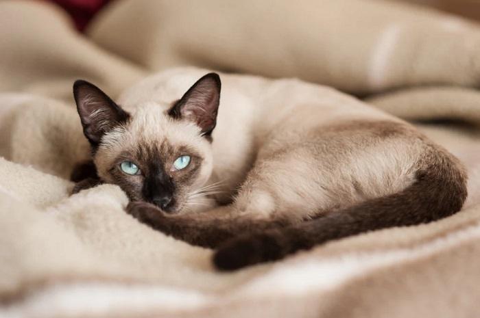 Grooming and Hygiene for Your Siamese Kitten