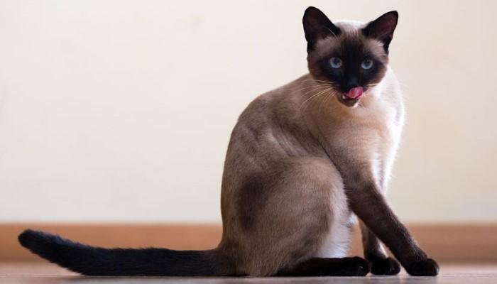 History of the Fluffy Siamese Cat