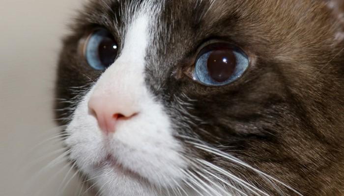 History of the Snowshoe Siamese