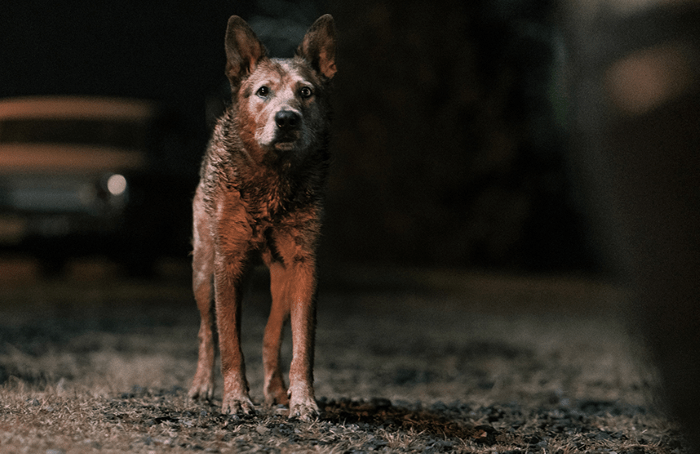 Impact on the Pet Sematary Franchise Small