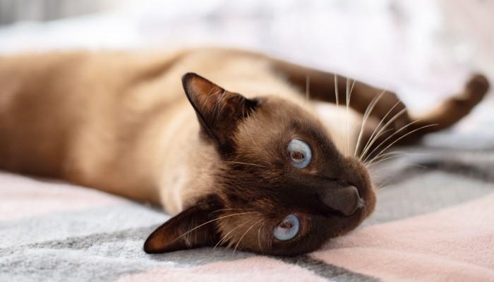 Names Based on Siamese Cat History and Origin