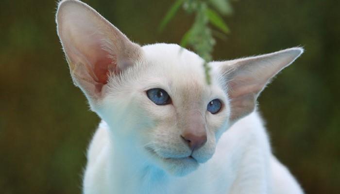 Names Reflecting Siamese Cat Personality