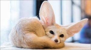 Read more about the article Pet Fox: A Comprehensive Guide
