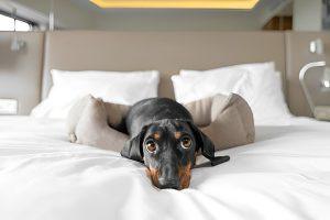 Read more about the article The Ultimate Guide to Pet Hotels: Everything You Need to Know