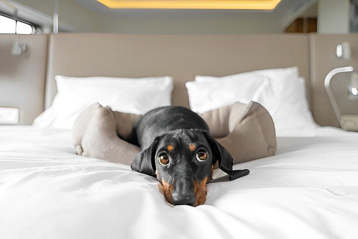 You are currently viewing The Ultimate Guide to Pet Hotels: Everything You Need to Know