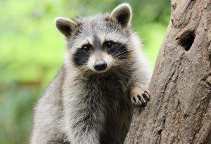 Read more about the article Pet Raccoon: A Comprehensive Guide to Owning and Caring for a Unique Pet
