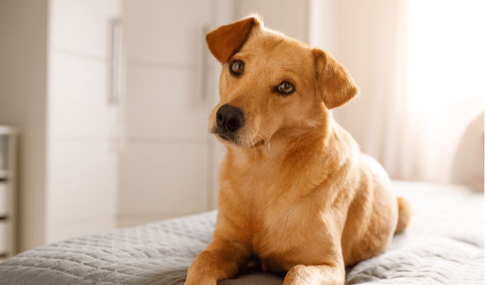 Preparing Your Dog for Their First Dog Boarding Kennel Stay 1 Small