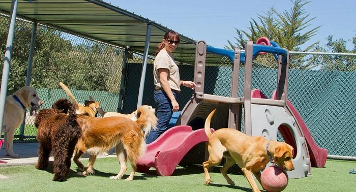 Preparing Your Pet for Boarding