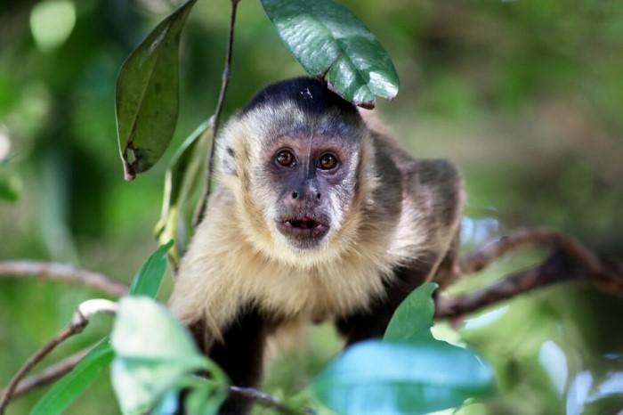 Sample Diet Plan for a Pet Capuchin Monkey Small