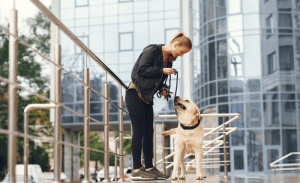 Read more about the article Tips for Choosing the Best Dog Harness for Safety and Comfort