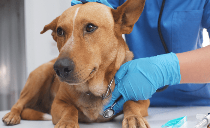 You are currently viewing 5 Best Online Veterinarian Care and Services for Your Pet Animals