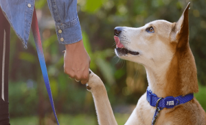 Read more about the article Knowledge Dog Collar Battery Packs: A critical element for pet safety