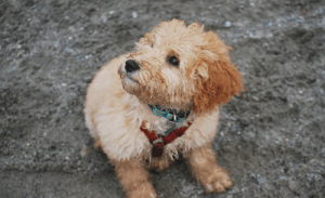 Read more about the article Pet Sibling Rivalry: Things to Keep In Mind & Tackle the Issue