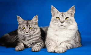 Read more about the article How to Identify a Maine Coon Mix Cat