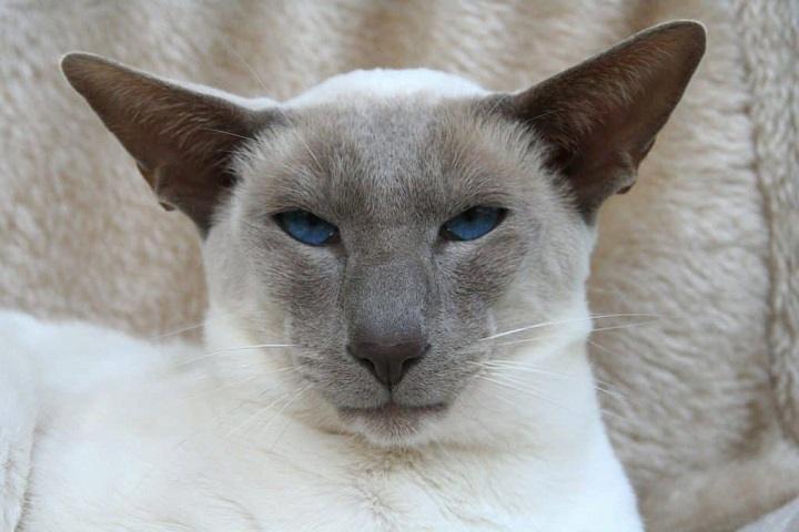 You are currently viewing Siamese Cat Baby: A Complete Guide to Raising a Siamese Kitten